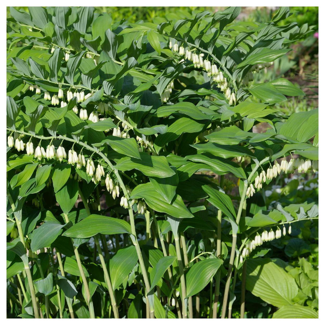 Everwilde Farms - 1 oz Solomons Seal Native Wildflower Seeds - Gold Vault Bulk Seed Packet