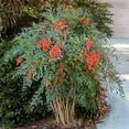 thumbnail image 5 of Heavenly Bamboo - Nandina Domestica - 2 Live Gallon Size Plants - Beautiful & Colorful Low Maintenance Foliage, 5 of 5