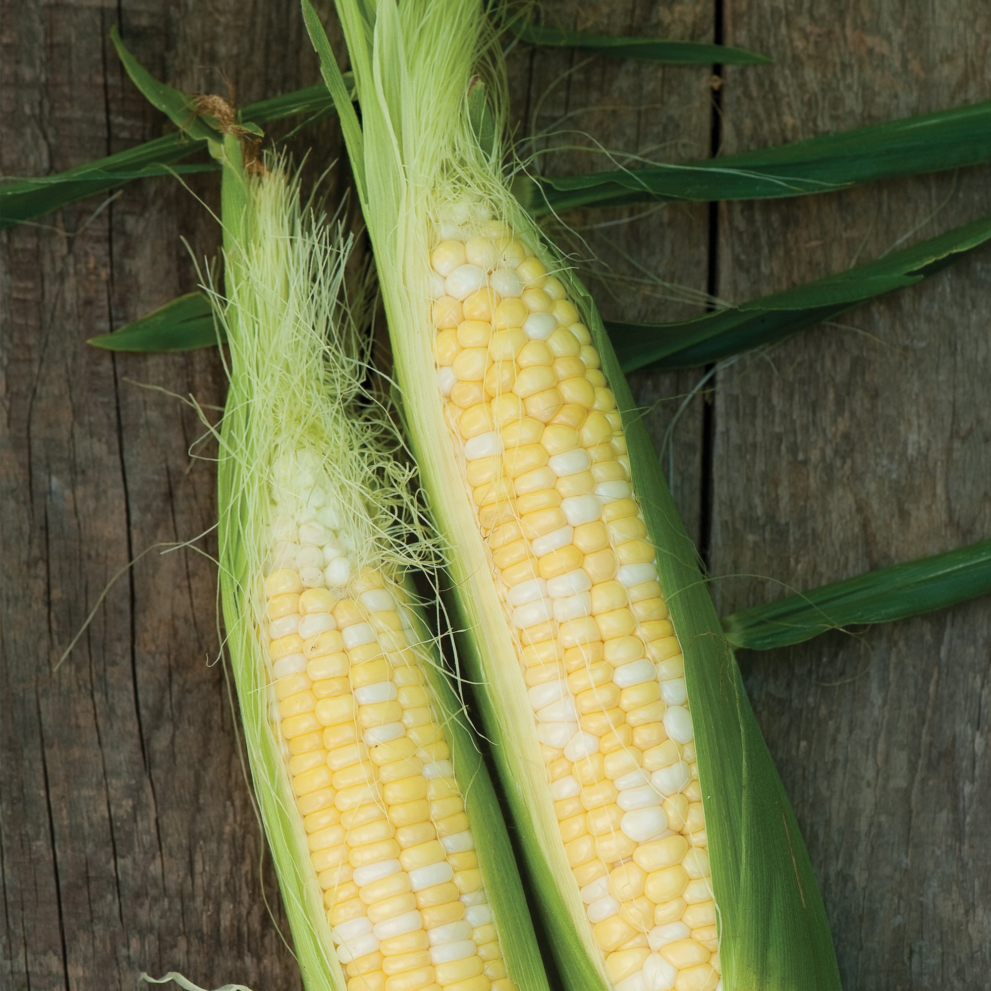 Burpee Burpee's Triple Crown Bicolor Hybrid Sweet Corn Vegetable Seed, 1-Pack