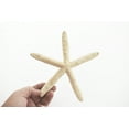 thumbnail image 2 of Set of 12 White Pencil (Finger) Starfish 6-8" Beach Wedding Nautical Decor Ocean Arts & Crafts, 2 of 3