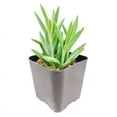 thumbnail image 4 of String of Fishhooks Trailing Succulent - 4 inch + Plastic Pot, 4 of 4