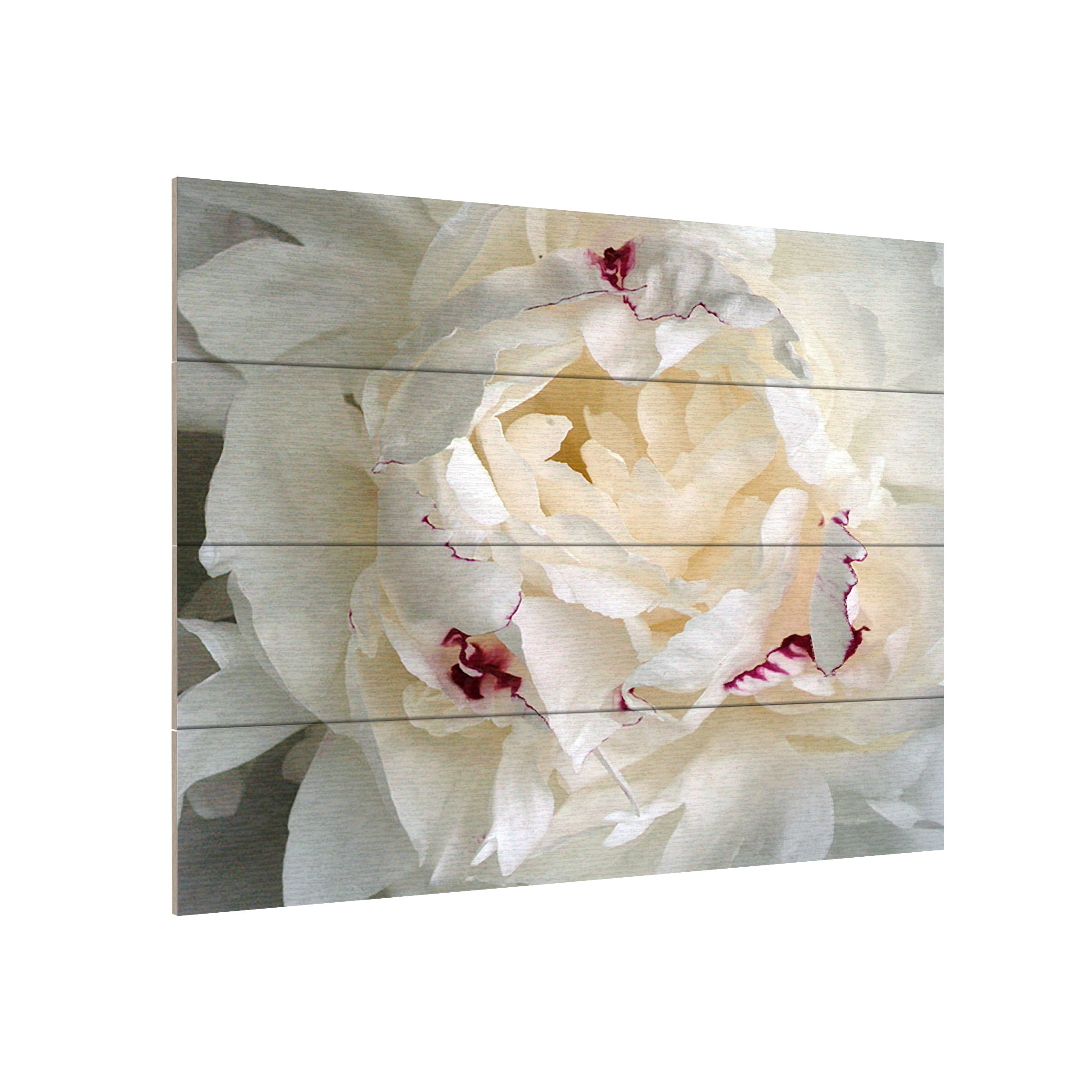Trademark Fine Art 'Perfect Peony' Wooden Wall Art Art by Kurt Shaffer