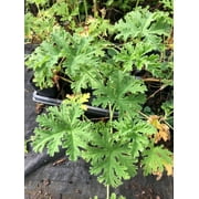 3 Citronella Plants in 2.5 Inch Pots . Mosquito Plant/Deodorant Plant/ Citrosa Geranium. Great Mosquito Repellent!