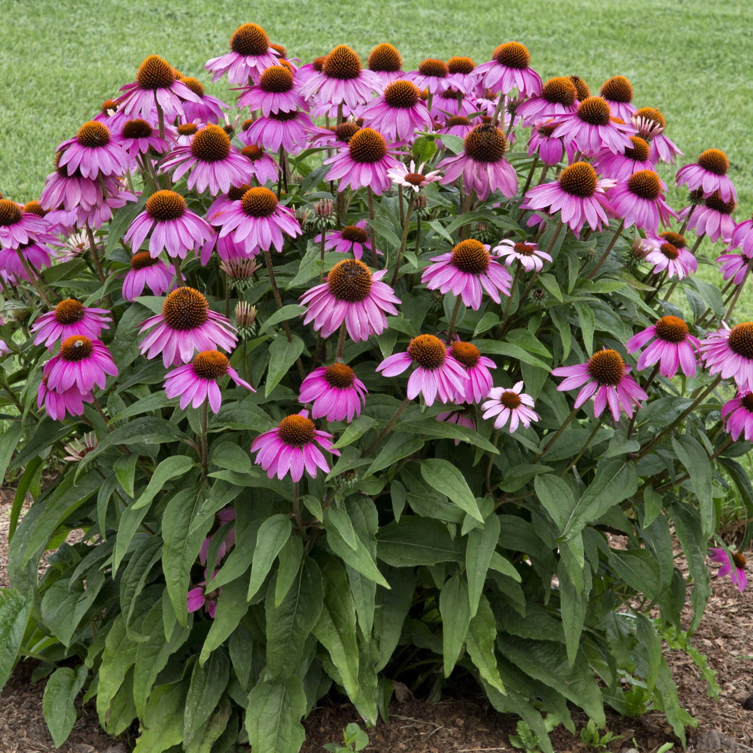 National Plant Network 1 gal. Coneflower Echinacea Purple Perennial Plant (8-Pack)