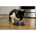 thumbnail image 5 of Iconic Pet 2-Pack Color Splash Stripe Non-Skid Pet Bowl, For Dog or Cat, Black, 16 Oz, 2 Cup, 5 of 11