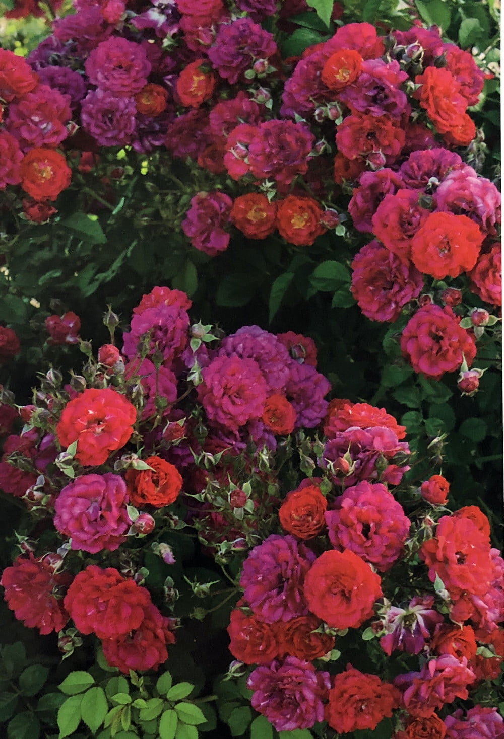 Children's Hope® Polyantha Shrub Rose Bush Bareroot