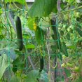 thumbnail image 3 of Red para plantas trepadoras de jardín para pepinos, guisantes y tomates, 2,7 x 1,8 m, malla de 10 cm, 3 of 5