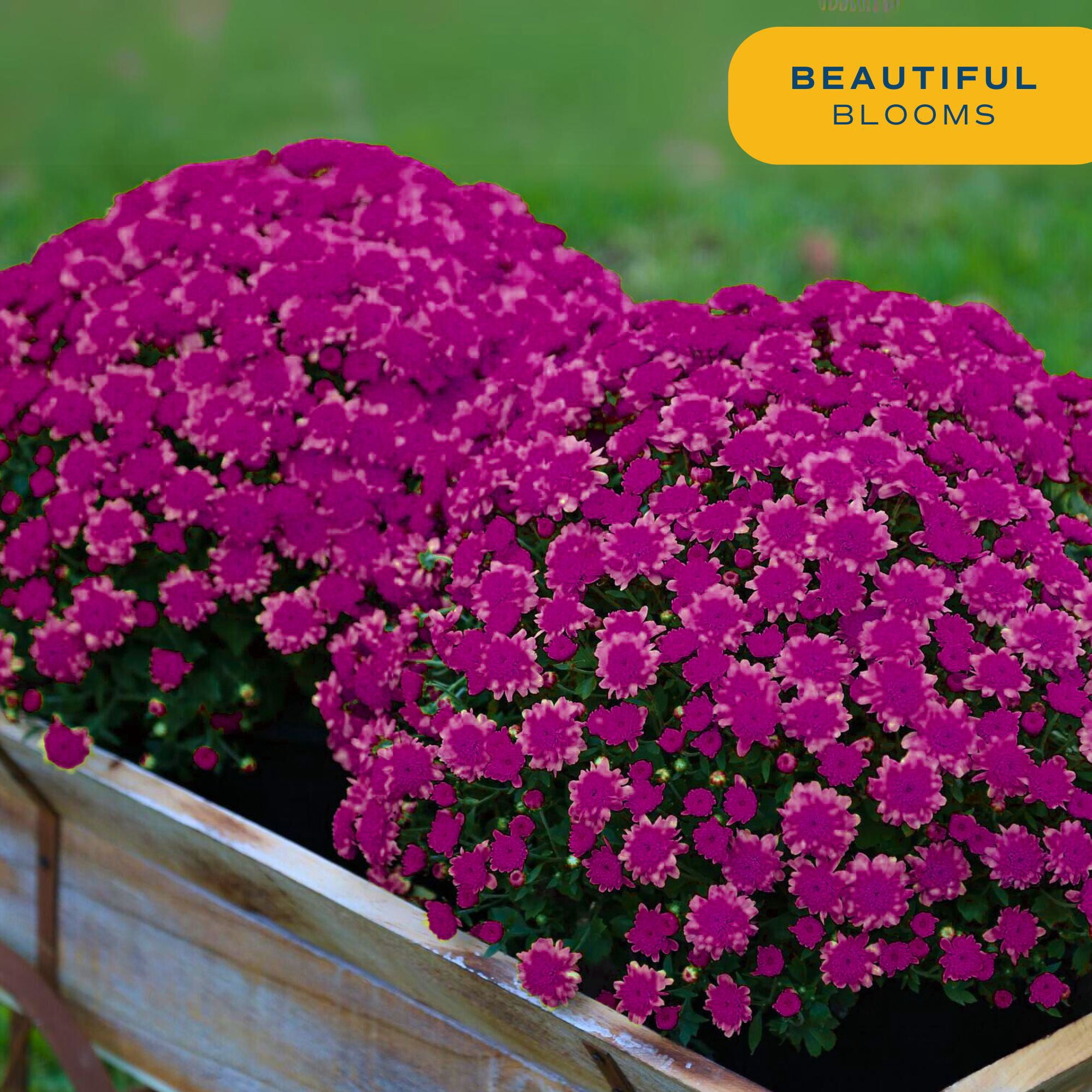 Costa Farms 1-Qt Purple Mums Chrysanthemum, Full Sun, Outdoor Live House Plants, Grow Pot 8-Pk