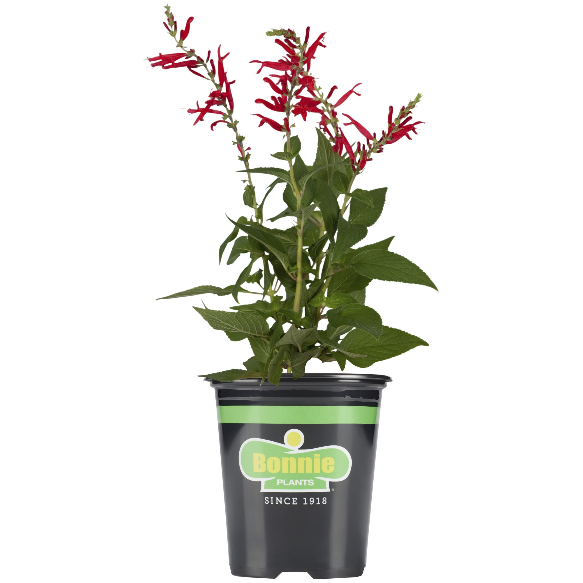 Bonnie Plants Pineapple Sage 19.3 oz.