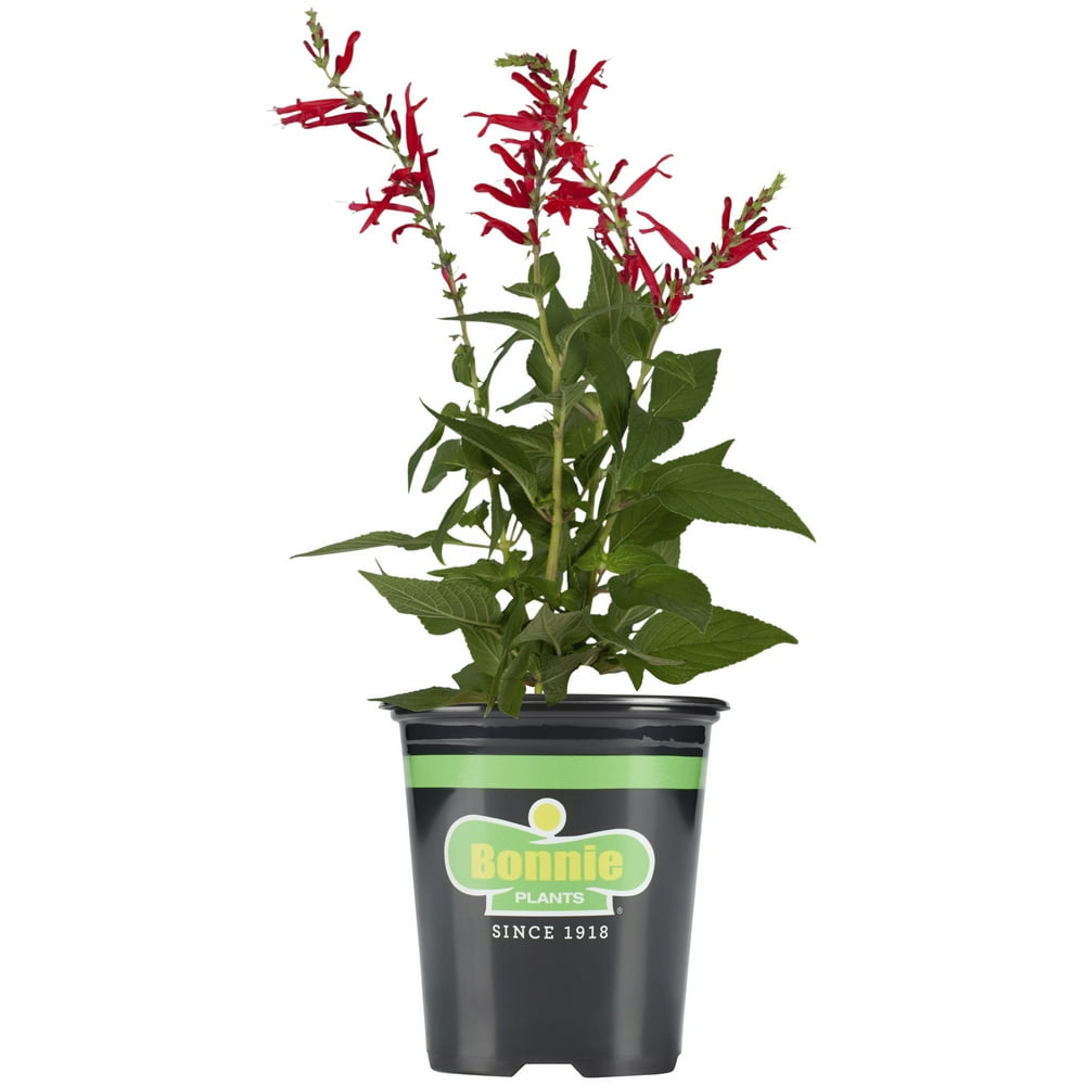 Bonnie Plants Pineapple Sage 19.3 oz.