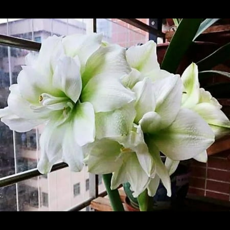 

Amaryllis bulbs Home Garden Decoration Bright for Planting Perennials Bulbs for Planting Pots to Grow