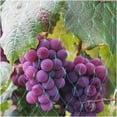 thumbnail image 4 of 2PCS Garden Netting, Plant and Ponds Protection, Cat Proof Garden Net, Versatile Fine Mesh Garden, 4X10m, 4 of 5