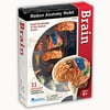 Learning Resources Brain Anatomy Realistic Model