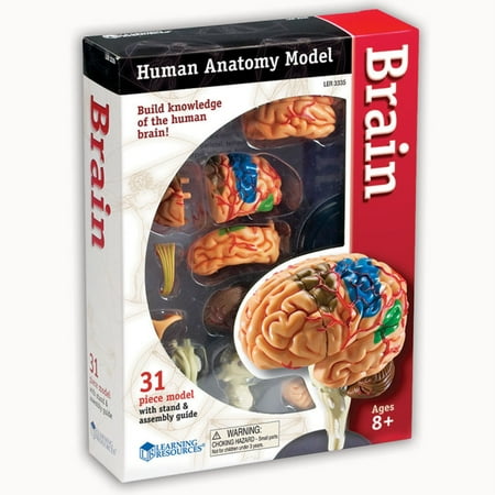 UPC 765023033359 product image for Learning Resources Brain Anatomy Realistic Model | upcitemdb.com