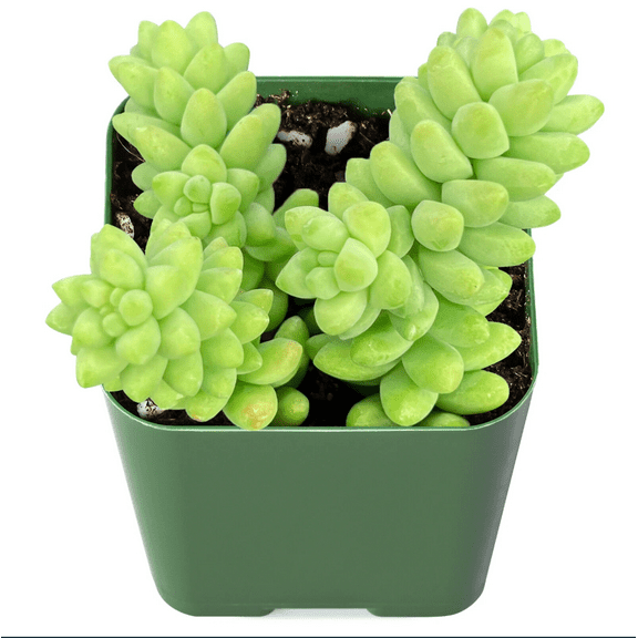 Sedum 'Burrito' Donkey Tail #A Succulent Live Plant 2 Inch for Indoor Outdoor Home Office Garden Decor
