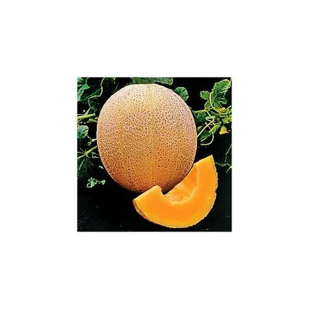 Cantaloupe Hales Best Jumbo Melon Great Heirloom Vegetable BULK 1 Lb By Seed (Bill Best Heirloom Seeds)