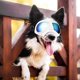 thumbnail image 1 of Gafas de sol para perros Protección ocular Gafas para perros Gafas para perros grandes para actividades al aire libre (blancas), 1 of 4