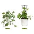 thumbnail image 4 of 4Pcs Garden Plant Climbing Trellis Vegetables Flowers Tie Support Plant Pot Frame, 4 of 15