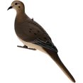 thumbnail image 4 of Avian X Leurres Dove Full Body 6PK, 4 of 4