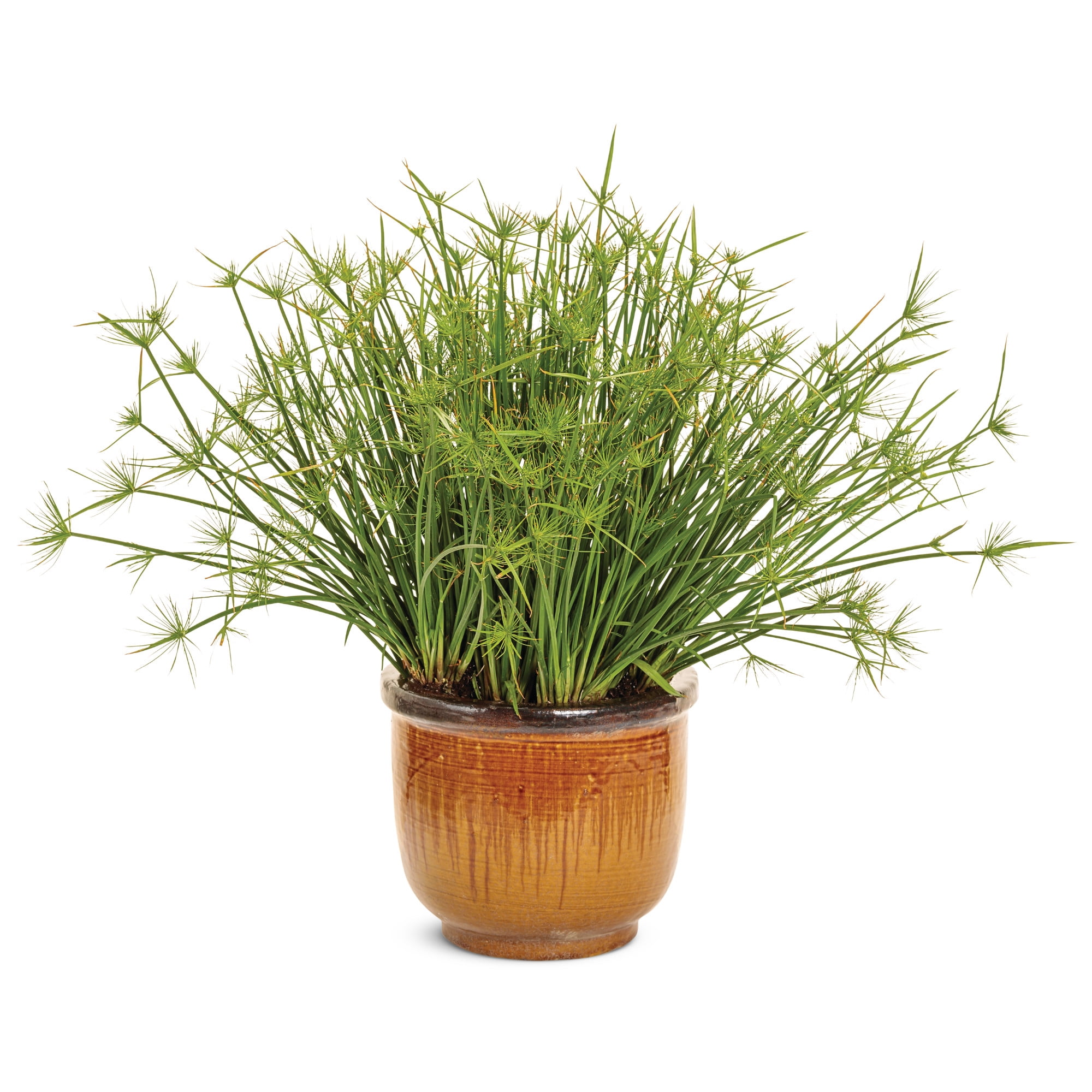 Proven Winners 5" Graceful Grasses Queen Tut Dwarf Papyrus Live Plant in 4.5" Pot (4 Count)