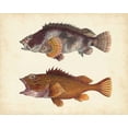 thumbnail image 2 of Unknown 18x15 White Modern Wood Framed Museum Art Print Titled - Antique Fish Species II, 2 of 4