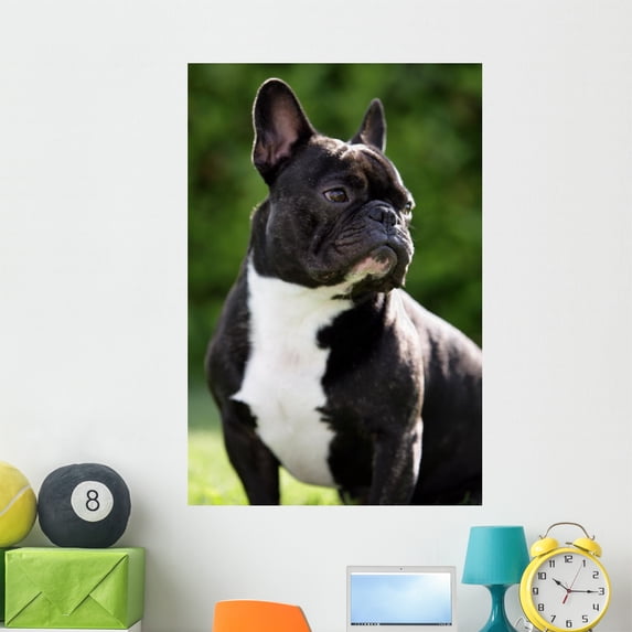 Franza Sische Bulldogge Wall Mural by Wallmonkeys Peel and Stick Graphic (48 in H x 32 in W) WM76007