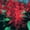 Red, variant on Salvia Flower Garden Seeds - Sizzler Series - 1000 Seeds - Mixed Color Blooms - Annual Flower Gardening - Salvia Coccinea - Flowering Spikes