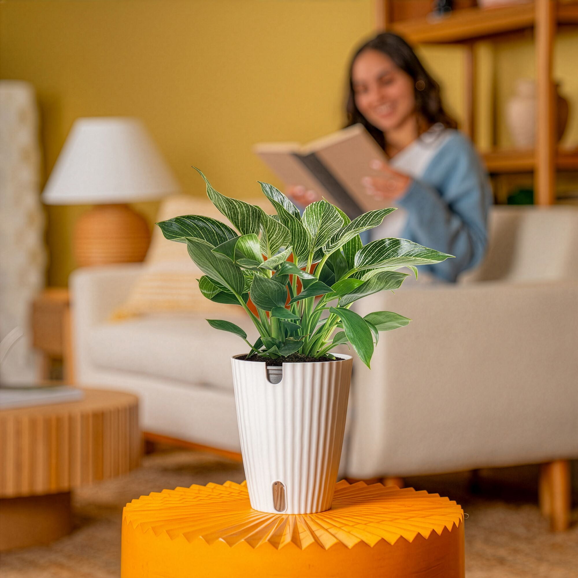 Costa Farms Live Indoor 12in. Tall Green Philodendron 'Birkin'; Medium, Indirect Light Plant in 6in. Ceramic Planter
