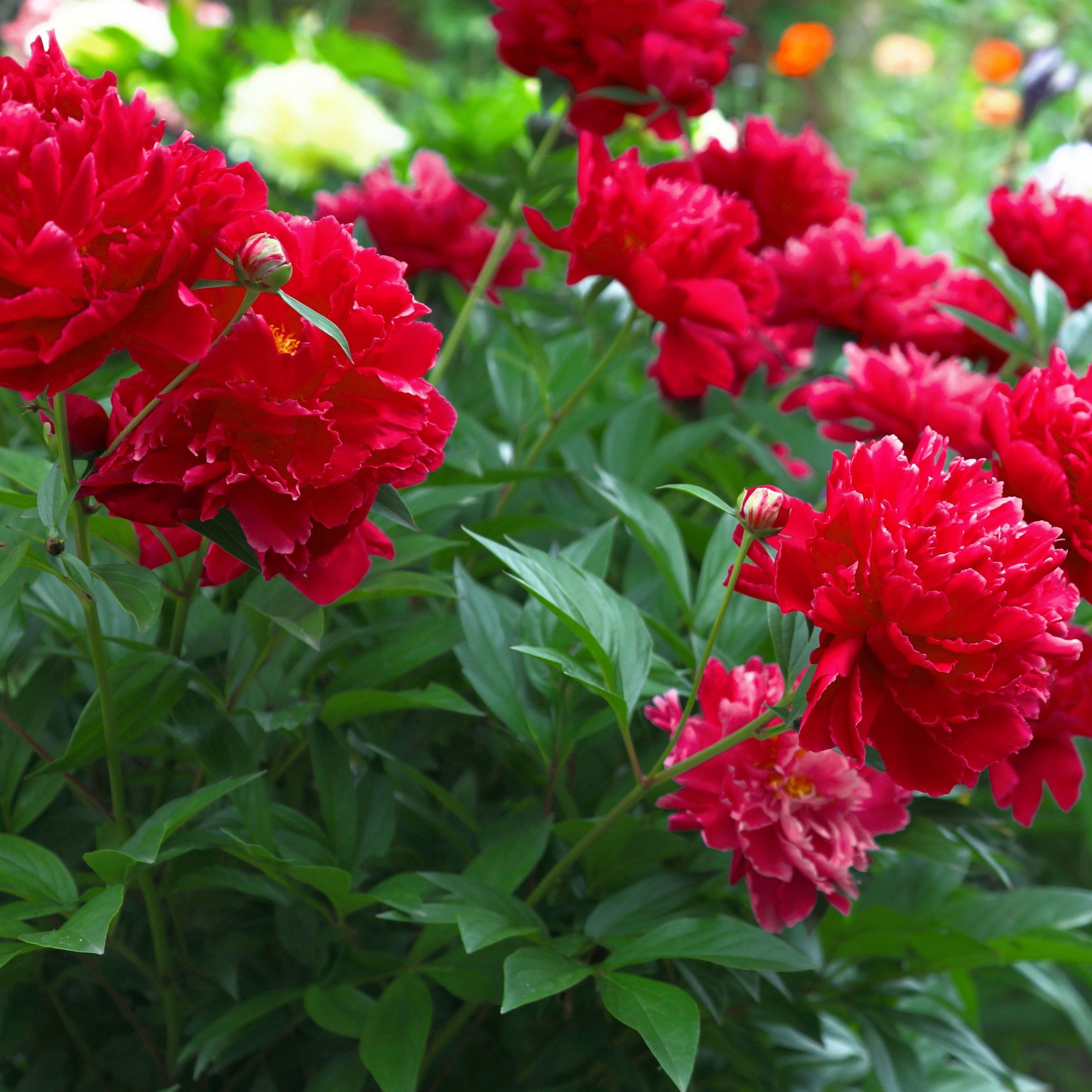 National Plant Network Peony Bulbs Red Blooming (3-Pack)