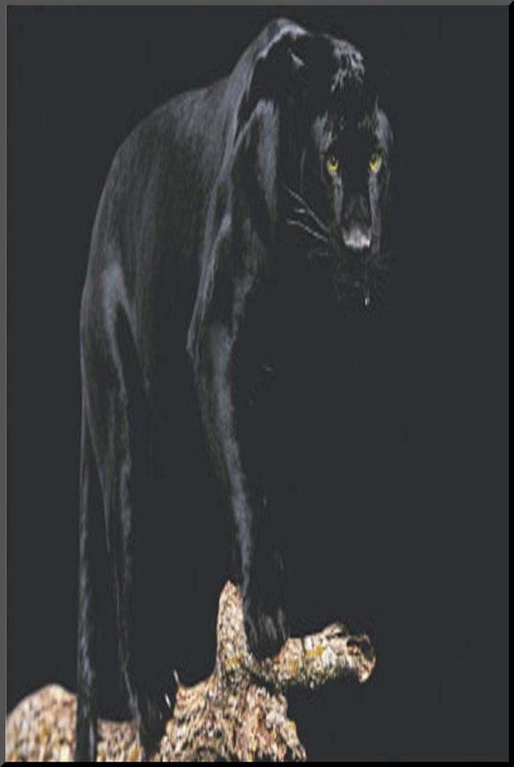 Artwork Posters & Prints Home 24 x 36 inches Black Panther Animal Poster Artwork Posters & Prints Home 24 x 36 inches Black Panther Animal Poster