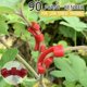 thumbnail image 3 of Doblador de plantas de 90 grados, 5/10/20/30 piezas Lave Regalo de ramas de entrenamiento de bajo estrés, 3 of 5