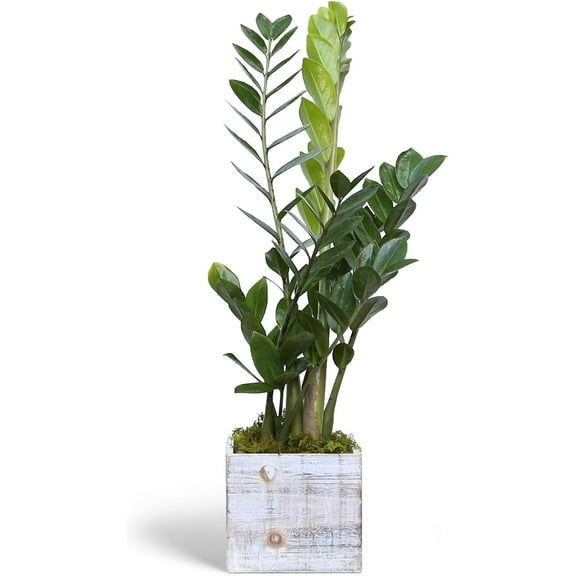 Live ZZ Plant, Zamioculcas Zamiifolia, Birthday Gift Plant, Housewarming Gift, Plant Lover Gift, Indoor Potted Plant, Live Houseplant in 6" Wooden Gift Pot