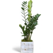 Live ZZ Plant, Zamioculcas Zamiifolia, Birthday Gift Plant, Housewarming Gift, Plant Lover Gift, Indoor Potted Plant, Live Houseplant in 6" Wooden Gift Pot