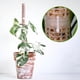 thumbnail image 1 of Poste para trepar plantas, poste para musgo de 25 cm, poste de plástico para musgo, tótem de musgo de fibra de coco, máxima eficiencia, 1 of 8