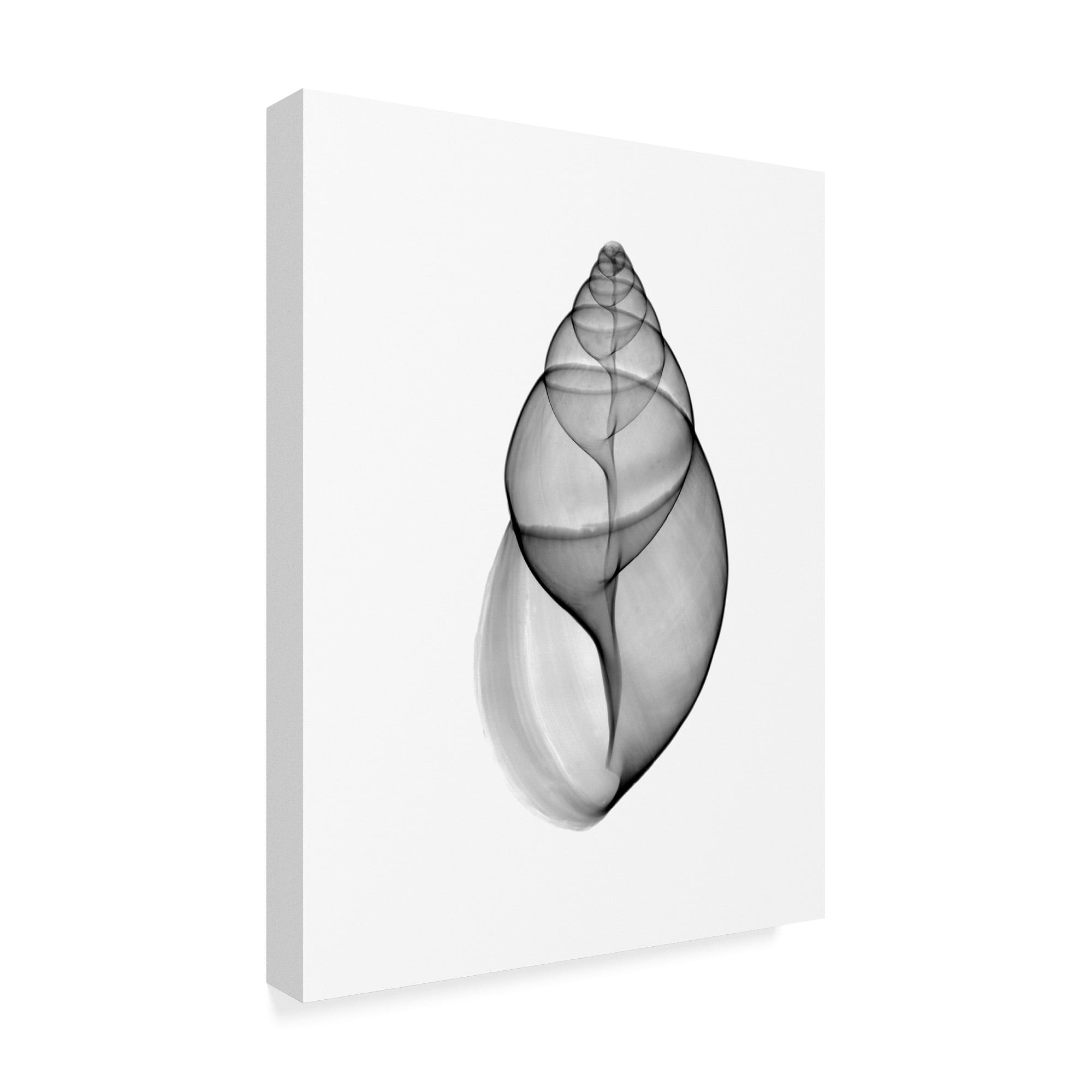 Trademark Fine Art 'Achatina Jpn Land Snail X Ray' Canvas Art by Bert Myers