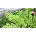 thumbnail image 5 of 1000 + SENSITIVE FERN Onoclea Sensibilis aka Bead or Sympathy Fern Spores Seeds, 5 of 9