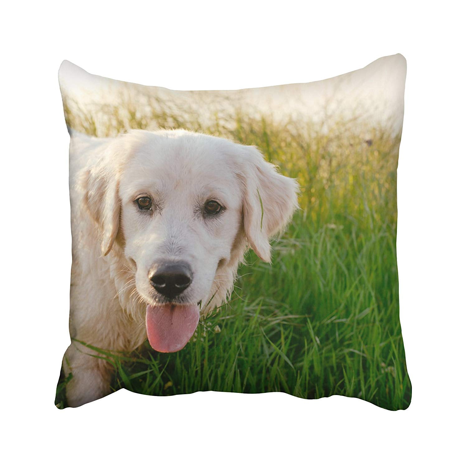 BPBOP White Outside Labrador Retriever Dog Walking In Park Playing