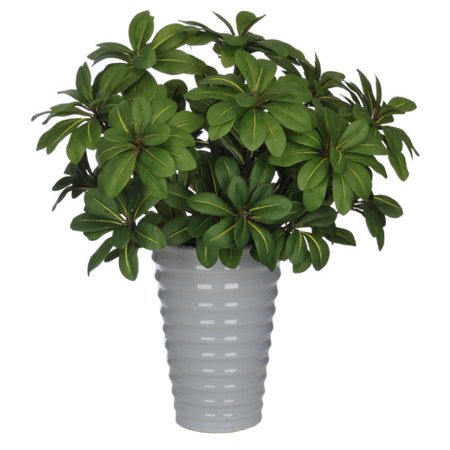 UPC 613399811128 product image for House of Silk Flowers Inc. Artificial Mini Pittosporem Desk Top Plant in Pot | upcitemdb.com