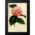 thumbnail image 2 of Anonymous 17x24 Black Modern Framed Museum Art Print Titled - Camelia Japonica, 2 of 5