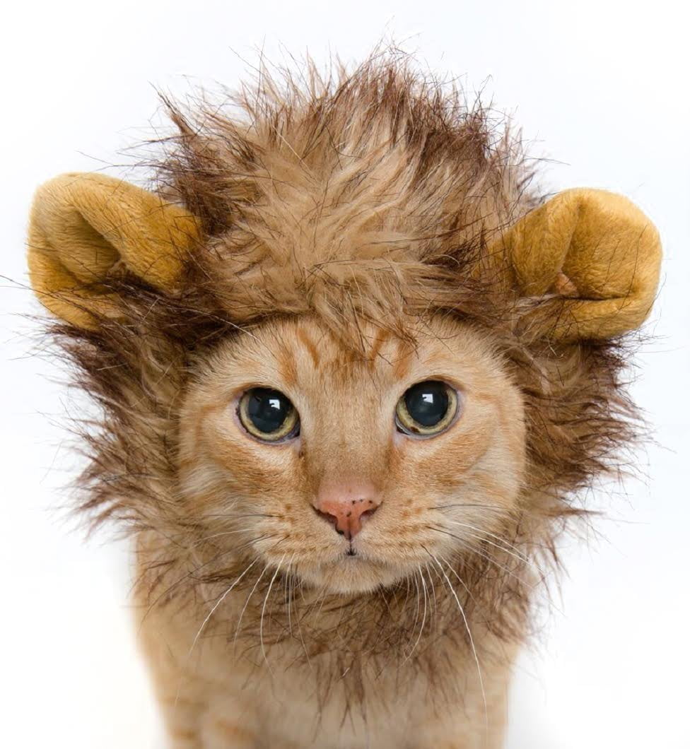 Lion Wild Cat Animal Head & Mane King of the Jungle Bathroom Shower Curtain 