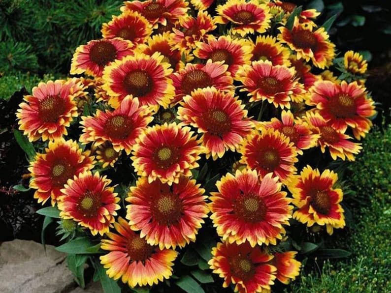 20 Seeds Dwarf Blanket Flower Gaillardia Indian Blanket Wildflower Pollinator Friendly Attracting