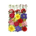 thumbnail image 2 of Flores de hojas prensadas secas reales, margaritas prensadas para joyería artesanal de resina Multi, 2 of 4