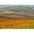 thumbnail image 2 of Eggers, Julie 14x11 White Modern Wood Framed Museum Art Print Titled - Italy-Tuscany Colorful vineyard in autumn, 2 of 4