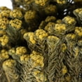 thumbnail image 2 of Vickerman 16-22" Yellow Cotton Phylica Flower, 4-5 oz Bundle, Preserved, 2 of 4