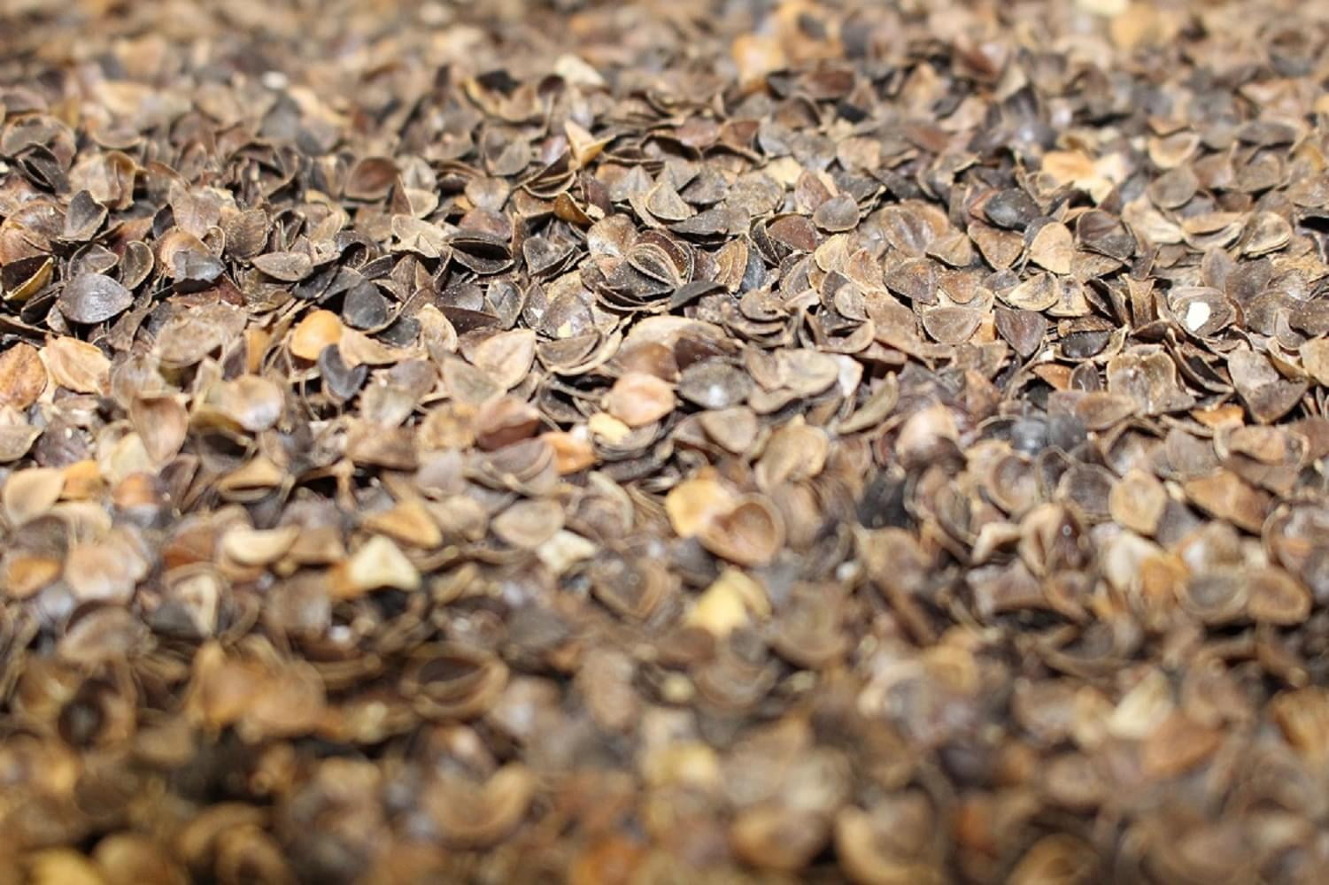 White Lotus Home Buckwheat Hulls Pillow & Cushion Fill - 25 lbs