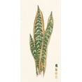 thumbnail image 2 of Wang, Melissa 9x14 White Modern Wood Framed Museum Art Print Titled - Snake Plants I, 2 of 4