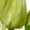 Green, variant on Vickerman 14" Artificial Red Tulip Bundle, 2 per pack