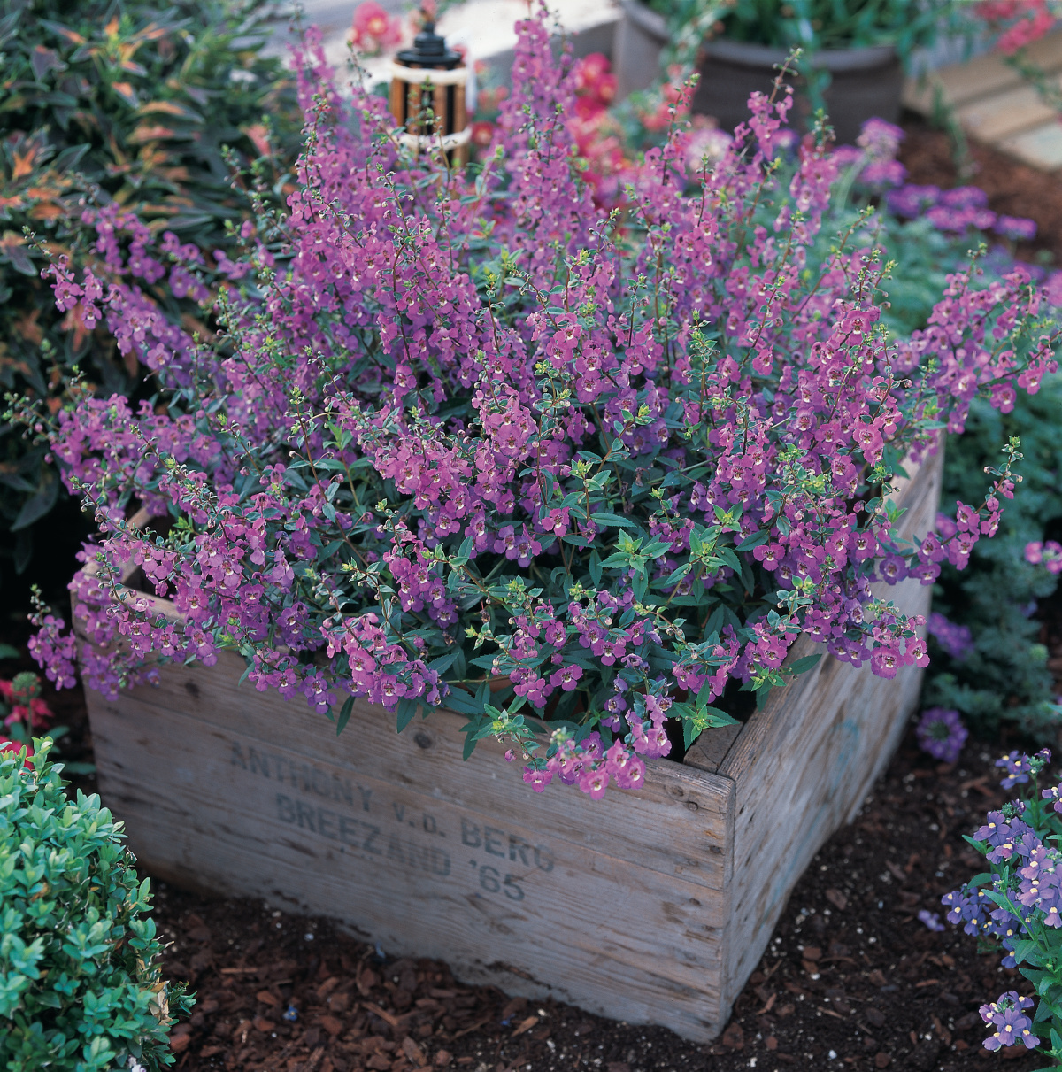 Delray Plants - Angelonia - Fresh From the Farm - Purple - 4 pack