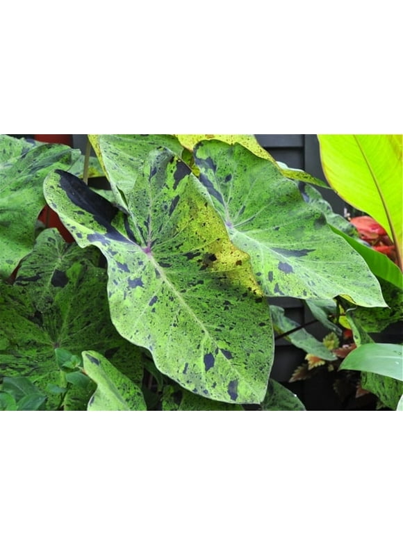 Elephant Ear Plants in Perennials