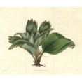 thumbnail image 2 of Broad-Leaved Ludovia, Ludovia Latifolia Ora Poster Print By ® Florilegius Mary Evans (24 X 18), 2 of 4